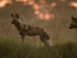 Africa 045 : Africa, African Wild Dog, Animal, Botswana, Evening Glow, Mammal, Nature, Okavango, Vumbura Plains